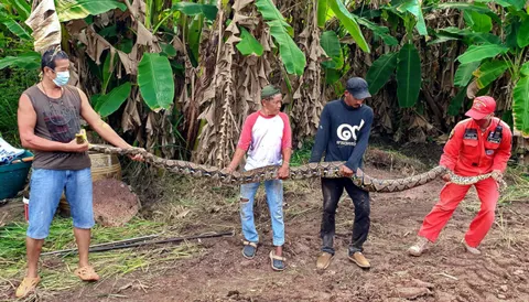 น่าสงสารเหลือมยักษ์ ครอบครัวแตกแยก ถูกจับฐานบุกรุกที่ส่วนบุคคล (คลิป)