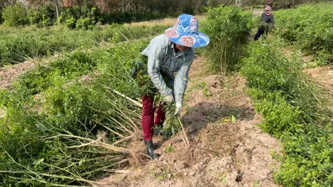 ชาวสวนครวญ พริกสดราคาดิ่ง ต้องถอนทิ้ง พร้อมให้เก็บกินฟรี