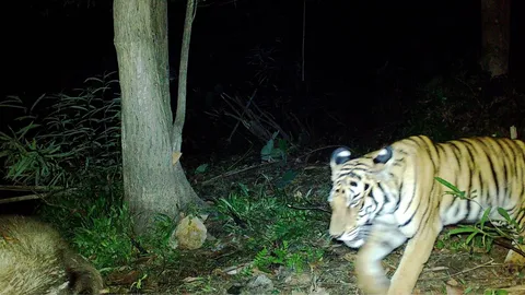 เสือพิการ 3 ขายังหากินในป่า อช.เขาแหลม จนท.อุทยานฯ ประชุมเร่งหาทางช่วย (คลิป)