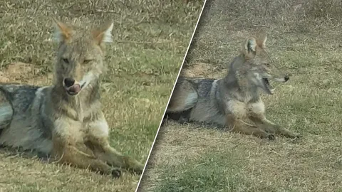 ชาวบ้านสกลนคร ผวา หมาจิ้งจอก หวั่นทำอันตรายเด็กเล็ก วอนจับปล่อยที่ที่เหมาะสม