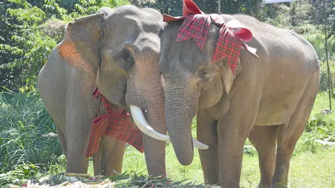 รักสุกงอม จัดวิวาห์ช้าง ขวัญใจโซเชียล ที่ปางช้างแม่สา ในวันวาเลนไทน์