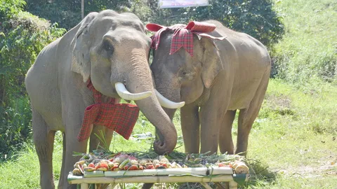 วิวาห์ช้าง