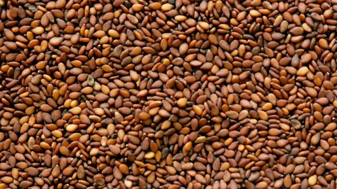 กรมวิชาการเกษตร เปิดตัวงาแดงพันธุ์ใหม่ “อุบลราชธานี 3”