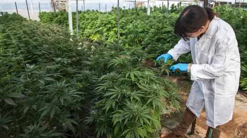 EE และ CW เตรียมพัฒนา "แคนนาบิซเวย์ วัลเล่ย์" แหล่งปลูกกัญชง กัญชา