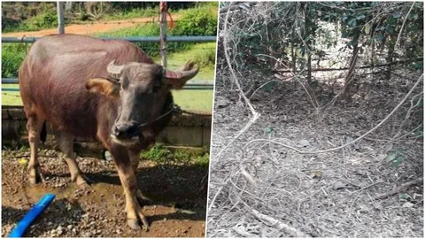 ควายหาย 2 วันหาไม่เจอ ร่างทรงชี้ทาง พบยังไม่ตายแต่เถาวัลย์พันตัวตามคำบอก