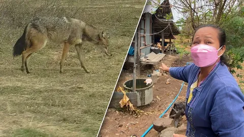 ชาวบ้านสกลนครโวย หมาจิ้งจอก ย่องกินลูกไก่แทบเกลี้ยงเล้า วอนเร่งช่วยเหลือ