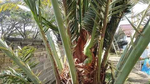 ต้นอินทผลัม แทงช่อคล้ายเศียรพญานาค ชาวบ้านไม่พลาดไหว้ขอ "เลขเด็ด" (คลิป)