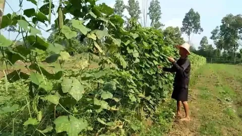 สวนเกษตรผสมผสานลุงเซียง ปลูกผักปลอดสารหลังทำนา เก็บไปขายได้ตลอดทั้งปี