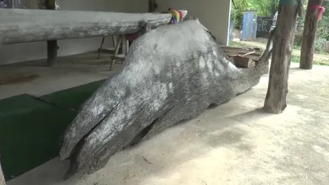 คอหวยไม่พลาดโค้งสุดท้ายเลขเด็ด "แม่ตะเคียนรูปวาฬบรูด้า" วัดโคกอู่ทอง