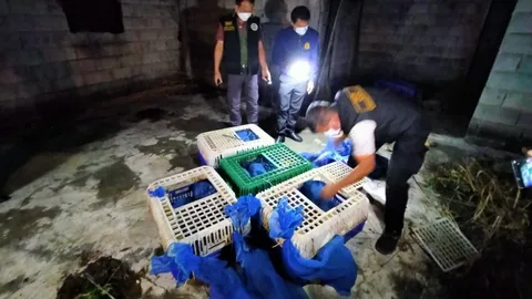 สลดใจ ชาวบ้านช่วยลูกลิงนับ 100 ตัว ใส่ถุงห้อยเป็นราวในบ้านร้าง