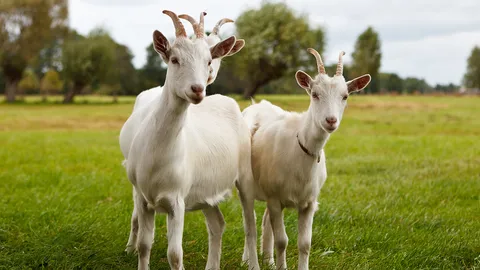 มอบแพะพันธุ์ให้ มทร.ธัญบุรี ช่วยชาวบ้าน