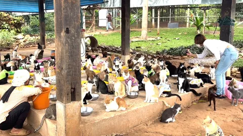 ชวนทาสแมวเยี่ยมอาณาจักรแมว บ้านใหม่แหล่งพักพิงฝูงเหมียวกว่า 1,600 ชีวิต (คลิป)
