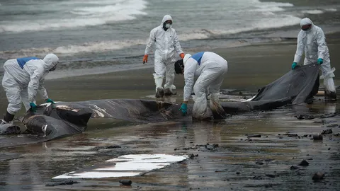 นํ้ามันรั่ว! เรื่องใหญ่ ทุกข์ซํ้าสิ่งแวดล้อม