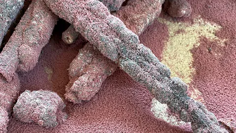 กสก.แนะเกษตรกรเลี้ยงครั่ง เสริมรายได้ป้อนตลาดแมลง