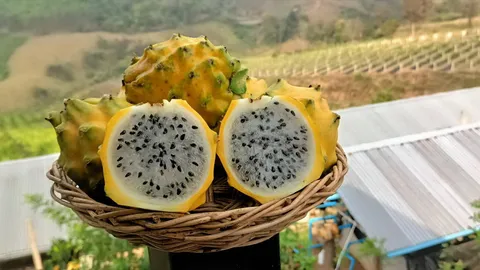 ปลูกแก้วมังกร สร้างรายได้ยาว ดูแลดี เก็บผลขายนาน 10-15 ปี