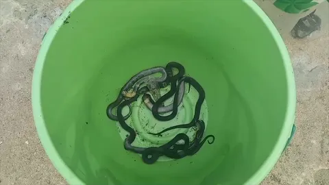 ชาวบ้านผวา เจอลูกงูเห่า 13 ตัวออกจากรู ตีตายไป 9 ยังไม่เจอตัวแม่ (คลิป)