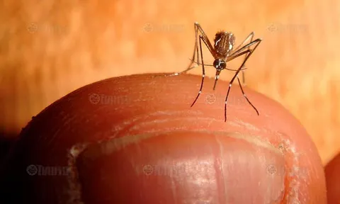 ใช้หลักการหนามยอกเอาหนามบ่ง จับยุงฉีดวัคซีนให้คน