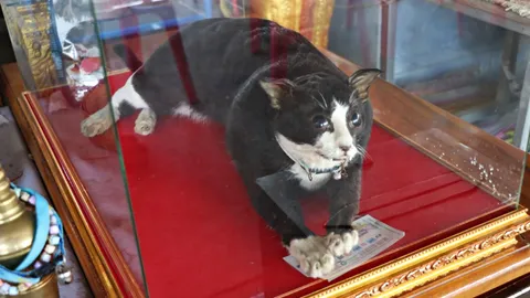 มาแล้ว "เลขเด็ด" เสี่ยงทายจาก "เจ้าโทน" คอหวยจดไปลุ้นโชคงวด 16/3/65 (คลิป)