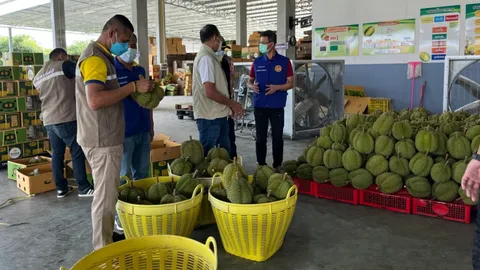 มาแล้วทุเรียนอ่อน บุกจับคาล้งค่ากว่าล้าน เตรียมส่งจีนทางเครื่องบิน
