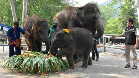 รับขวัญลูกช้าง 