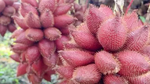 เจ้าของสวนซาบซึ้ง สละสร้างเงินแสน จ้างโคโยตี้เต้นสยิว-โชว์ต้นตัวผู้