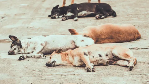 ชาวบ้าน โมดิ วิลล่า รังสิต ร้องเรียนอบจ.ปทุมธานี ให้ช่วยแก้ปัญหาสุนัขจรจัด