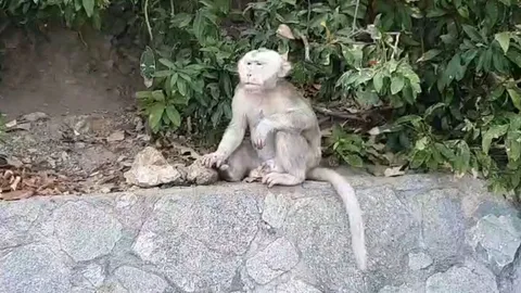 พบลิงเผือกเขาสามมุข หลังหายหน้าไปนาน คาดอดอยากหิว จึงลงจากเขามาหากิน (คลิป)