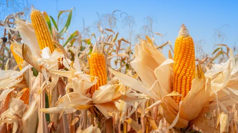 ลุ้น “นโยบายและบริหารจัดการข้าวโพดเลี้ยงสัตว์” แก้ปมอาหารสัตว์