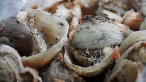 เก็บแล้วรังนกพัทลุงงวดแรก โอด กก.ตรวจล่าช้า รังนกได้น้อยแม่นกทำรังบางตา