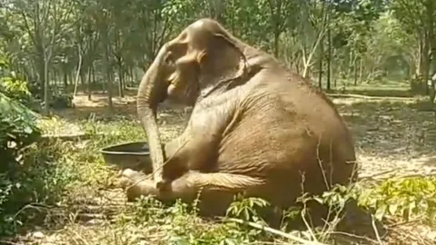 สุดแรงยื้อ ปิดตำนานช้างป่าชรา "พังคุณยายเกตุ" ล้มในวันพระ รวมอายุ 87 ปี