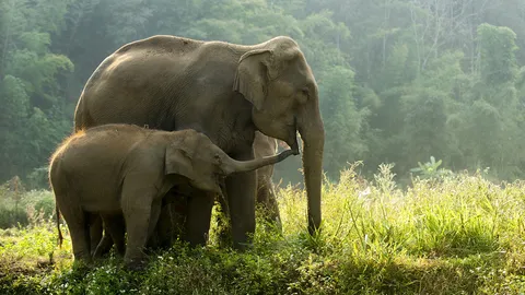 วัฒนธรรม-ท้องถิ่นสืบสานประเพณีอนุรักษ์ช้างไทย