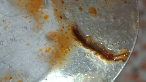 "แทบอ้วก" เปิด "ปลากระป๋อง" ดันเจอ "ตะขาบ" ปิดฉากมื้อค่ำสุดฟินวันนี้