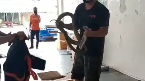 อย่าหาทำ งูจงอางยาว 4 เมตร ใส่กล่องพัสดุ ส่งถึงผู้รับ (คลิป)