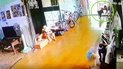 "มาได้ไง" ฝูงพิตบูลบุกบ้าน ขย้ำแมวตาย 1 หนูน้อยโกยแน่บ-รอดคมเขี้ยวหวิด (คลิป)