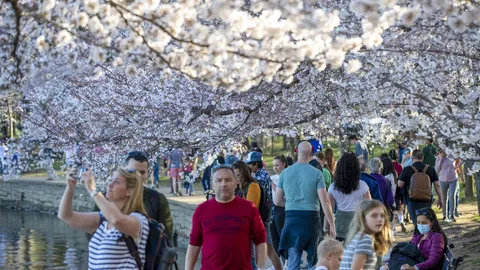 กลับมาแล้ว เทศกาลชมดอกซากุระบาน กรุงวอชิงตัน ดี.ซี. นักท่องเที่ยวแห่ชมคึกคัก