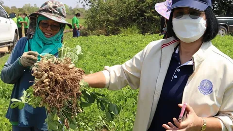 รวมกลุ่มผลิตแปรรูปถั่วลิสง