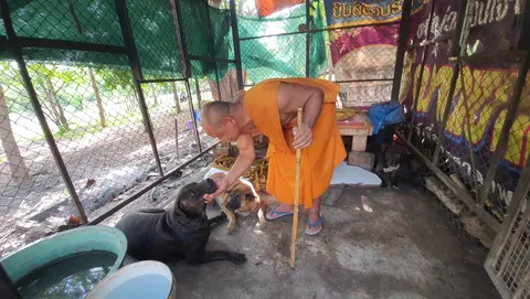 พระยืนยัน พิตบูลบุกบ้านโยมไม่ดุร้าย เลี้ยงมา 8 ปี มี 9 ตัว (คลิป)