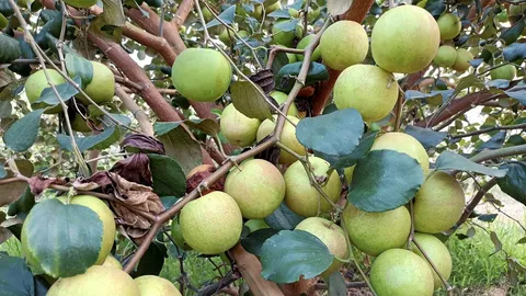 พุทราน้ำอ้อย ปีเดียวให้ผล