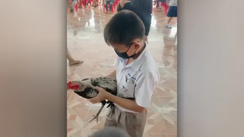 คนมาขอซื้อก็ไม่ขาย เอ็นดู น้องป.4 อุ้มไก่ชนมอบพี่ ป.6 วันจบการศึกษา