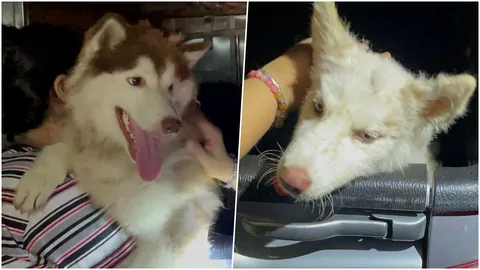 2 ไซบีเรียนหน้าตาน่ารักหลุดออกจากบ้าน กู้ภัยปทุมฯ ดูแลจนกว่าเจ้าของมารับ (คลิป)