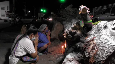 ฮือฮา "ต้นหางนกยูง" ใบหน้าคนโผล่ เชื่อสิ่งลี้ลับ คอหวยตาลุก-ส่องเลข (คลิป)