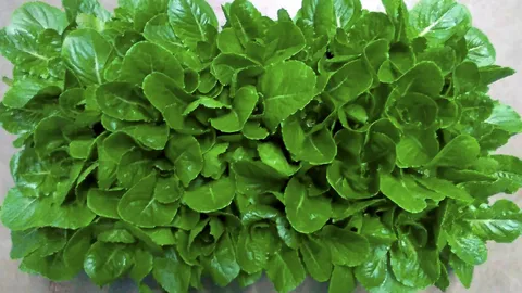 แนะปลูกผักกาดหอม ในอวกาศช่วยฟื้นฟูมวลกระดูก