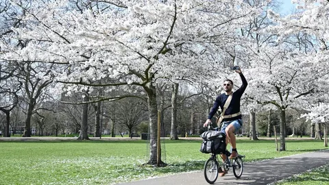 ชมภาพดอกซากุระบานสะพรั่ง แจกความสดใสทั่วโตเกียว ลอนดอน วอชิงตัน ดี.ซี.