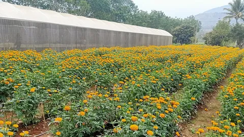 มาลัยวิทยสถาน ไม้ประดับแปลงใหญ่ครบวงจร