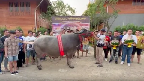 ฮือฮา หนุ่มใจป้ำ หอบสินสอด 8.5 ล้าน ขอซื้อ "แม่พันธุ์ควาย" ดีกรีแชมป์ (คลิป)