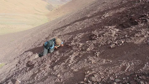พบสุสานโบราณ ของเทอโรซอร์ในชิลี