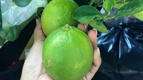 คนทัพฟ้า...รุ่นใหม่สร้างตัว เดินตามพ่อสานต่อมะนาวสร้างชีวิต