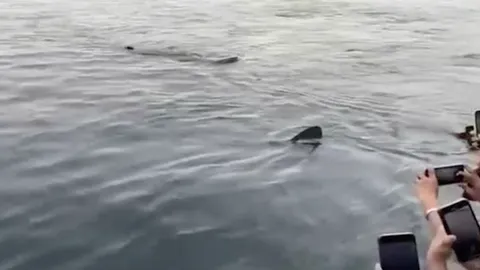 นทท.ฮือฮาพบ "ฉลามวาฬ" ว่ายอวดโฉมกลางทะเลกระบี่ เตือนห้ามเข้าใกล้ (คลิป)