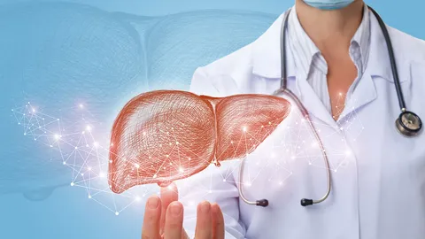 หน้าที่และความสำคัญของตับ