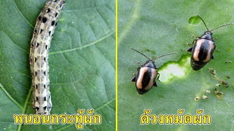 ตระกูลกะหล่ำระวังด้วง+หนอน